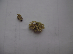 Ramalina labiosorediata