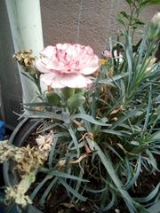 Dianthus caryophyllus