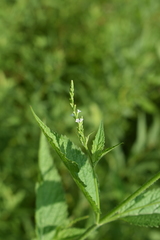 Verbena urticifolia