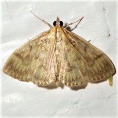 Crocidophora serratissimalis