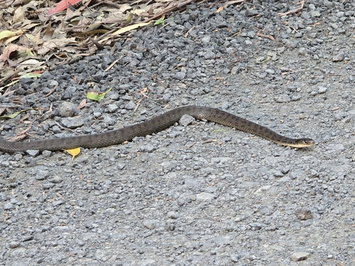 Rough-scaled Snake sighting
