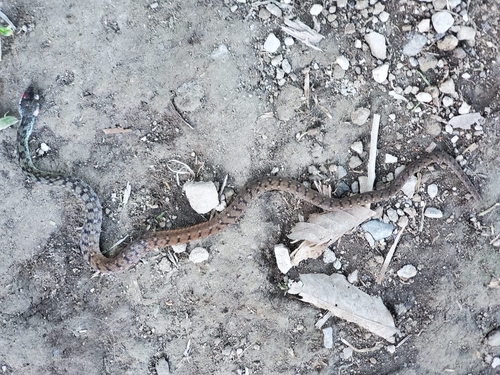 Negros Spotted Water Snake