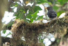 Moluccan Island Thrush photo 3