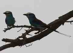 Coracias abyssinicus