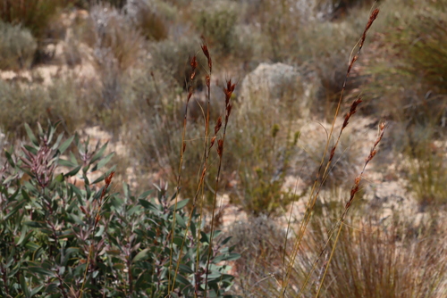 Image of Tetraria ustulata by (c) Tony Rebelo, some rights reserved (CC BY-SA)