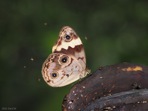Morphopsis albertisi
