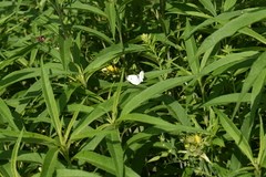 Pieris rapae