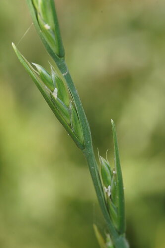 Lolium temulentum iNat (1)
