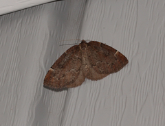 Spodolepis substriataria