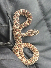 Crotalus ericsmithi