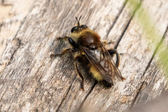Laphria insignis