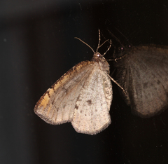 Spodolepis substriataria