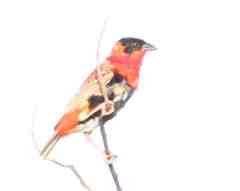 Euplectes franciscanus