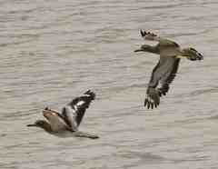 Burhinus senegalensis