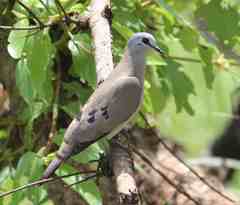 Turtur abyssinicus
