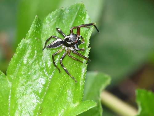 Jumping Spiders
