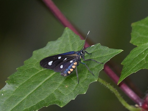 Butterflies and Moths
