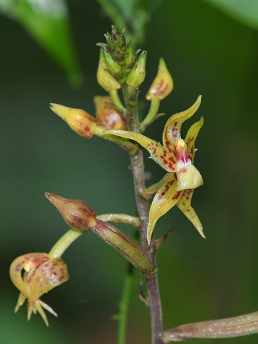 Plocoglottis plicata (Roxb.) Ormerod