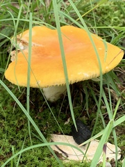 Russula ochroleucoides