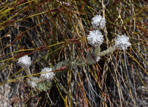 Phylica barbata (Phylica barbata)