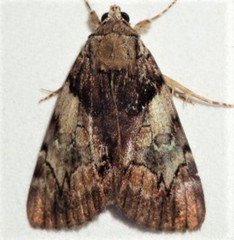 Catocala crataegi