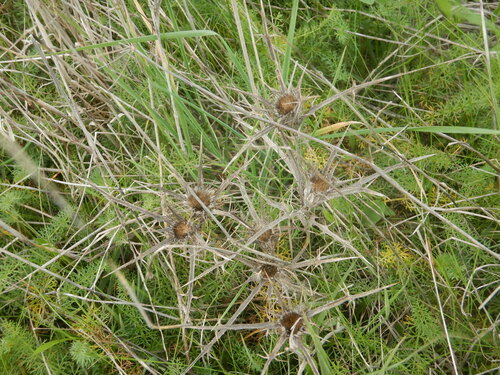 Image of Carlina racemosa by (c) Duarte Frade, some rights reserved (CC BY)