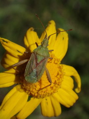 Harmostes reflexulus