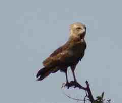 Circaetus