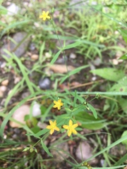 Hypericum canadense