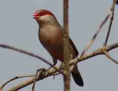 Estrilda troglodytes