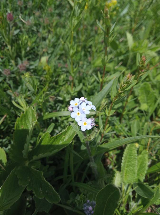 Myosotis lithospermifolia