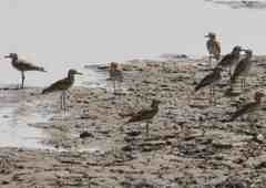 Burhinus senegalensis