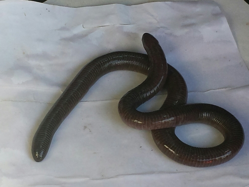 Oaxacan Caecilian