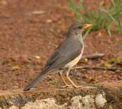 Turdus pelios
