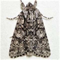 Acronicta impressa