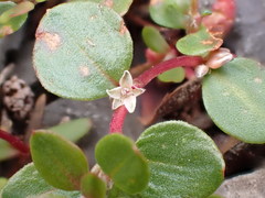 Polygonum minimum