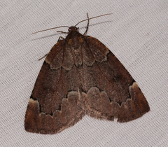 Spodolepis substriataria