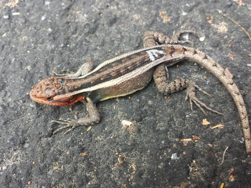 Smith's Rosebelly Lizard