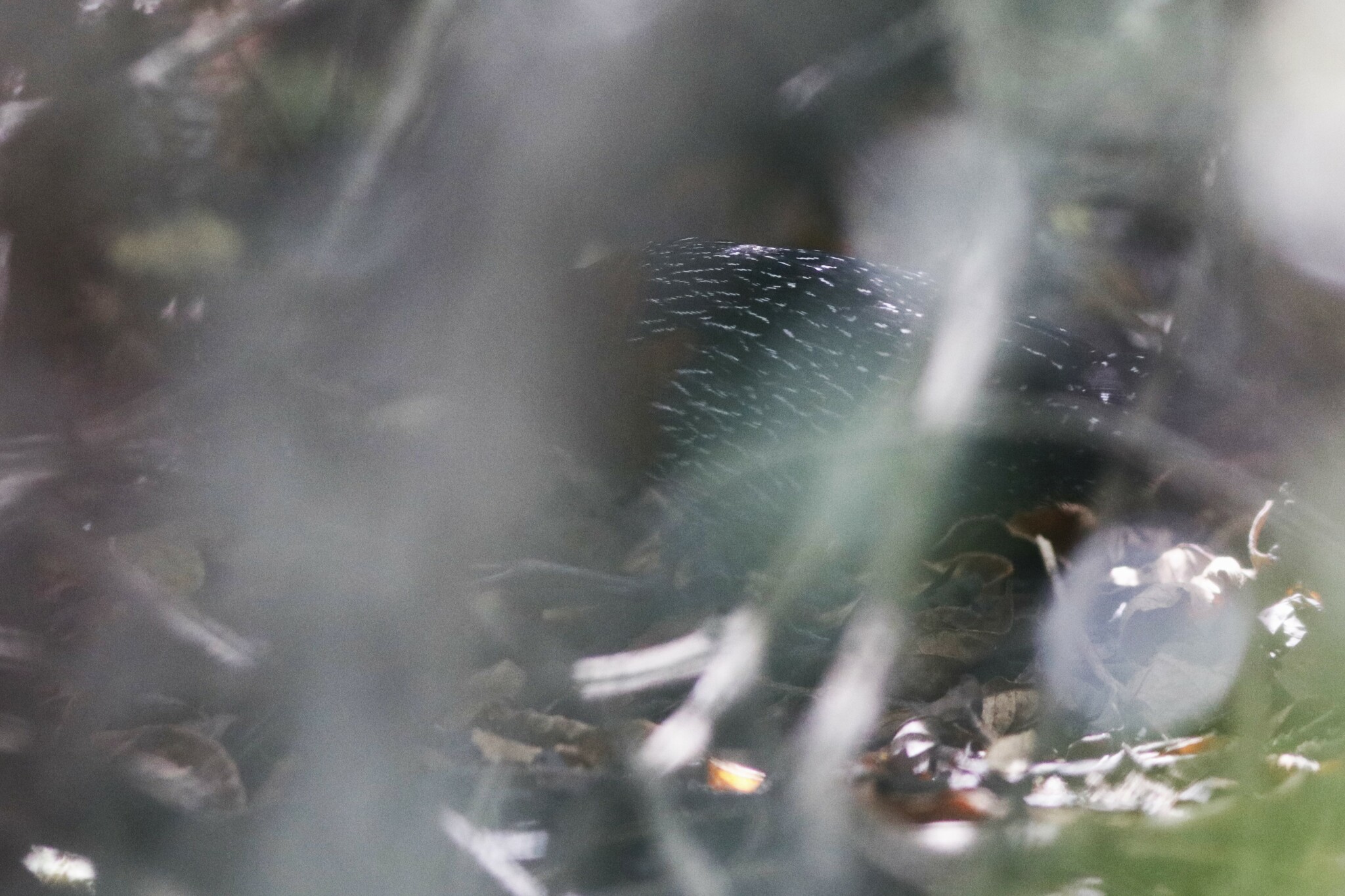 Red-chested Flufftail (Sarothrura rufa), photo 8