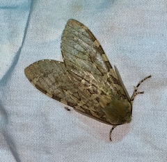 Pseudohemihyalea labecula