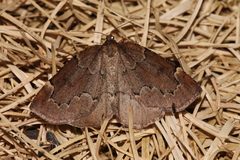 Spodolepis substriataria