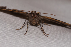 Spodolepis substriataria