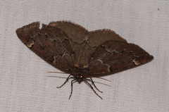 Spodolepis substriataria