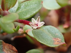 Polygonum minimum