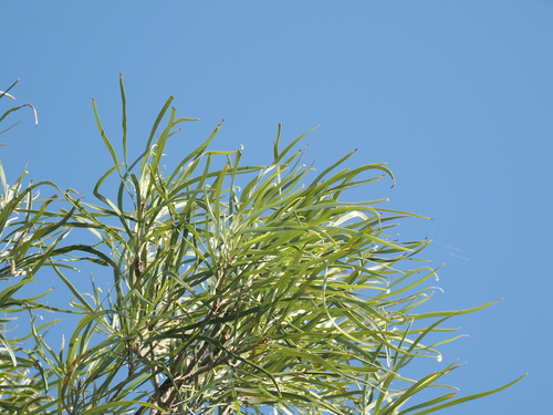 Image of Grevillea parallela by (c) Lucas Christofides, some rights reserved (CC BY)