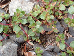 Polygonum minimum