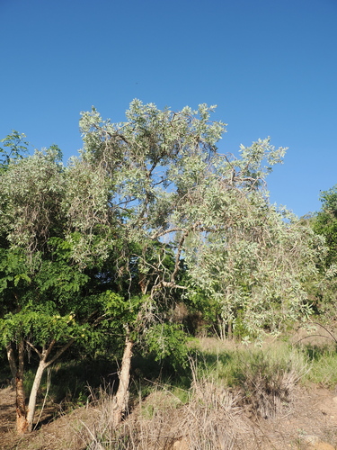 Image of Melaleuca nervosa by (c) Lucas Christofides, some rights reserved (CC BY)