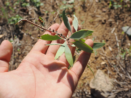 Image of Melaleuca nervosa by (c) Lucas Christofides, some rights reserved (CC BY)