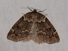 Spodolepis substriataria