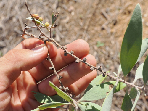 Image of Melaleuca nervosa by (c) Lucas Christofides, some rights reserved (CC BY)
